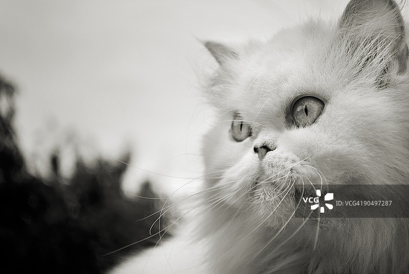 猫脸特写图片素材