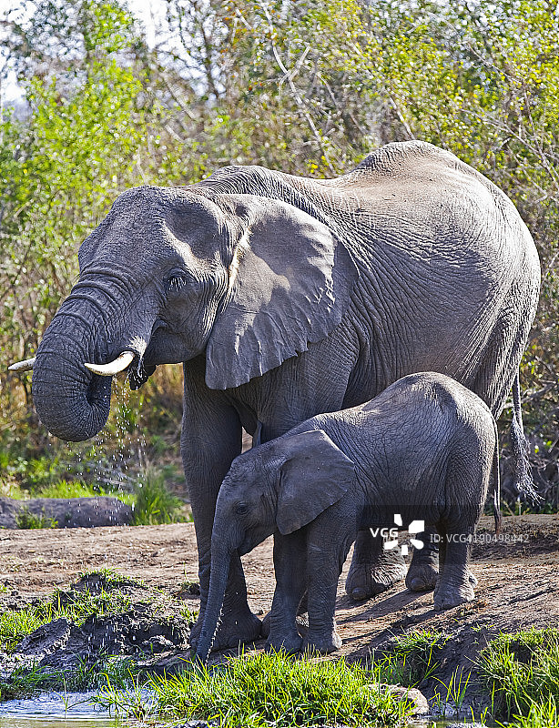 非洲象图片素材