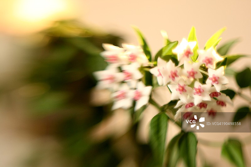 球兰花图片素材
