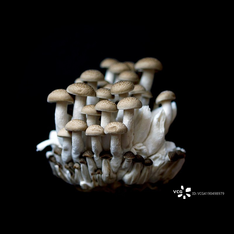黑色背景下的蘑菇图片素材