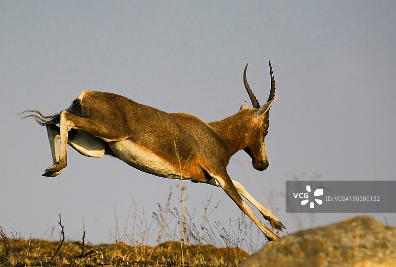 白面狷羚图片素材