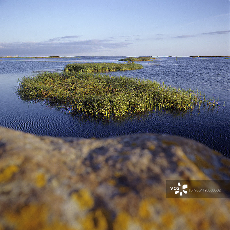 海边的芦苇图片素材