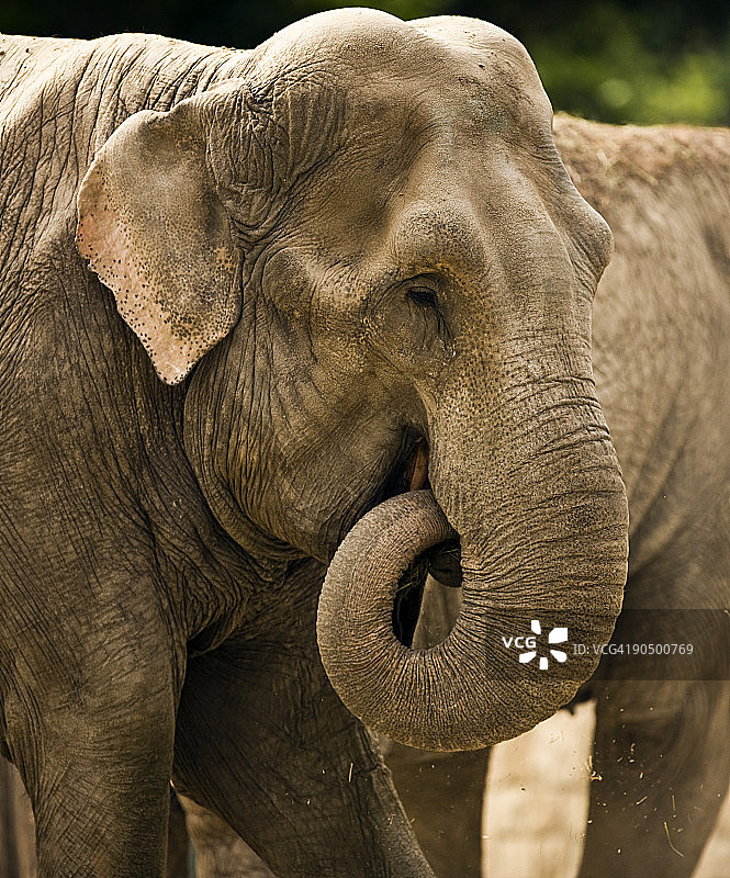 雌性印度象图片素材