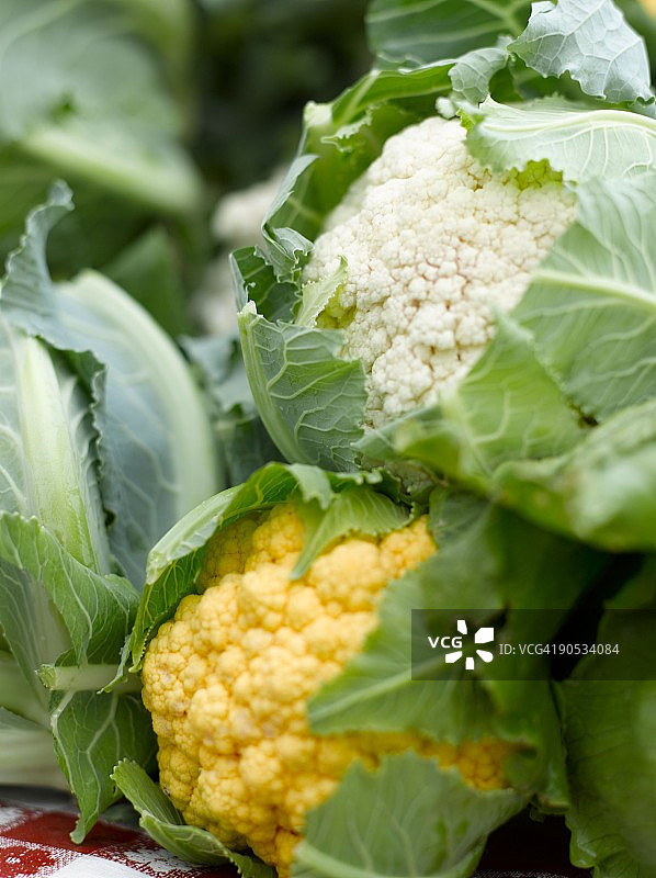 花椰菜图片素材