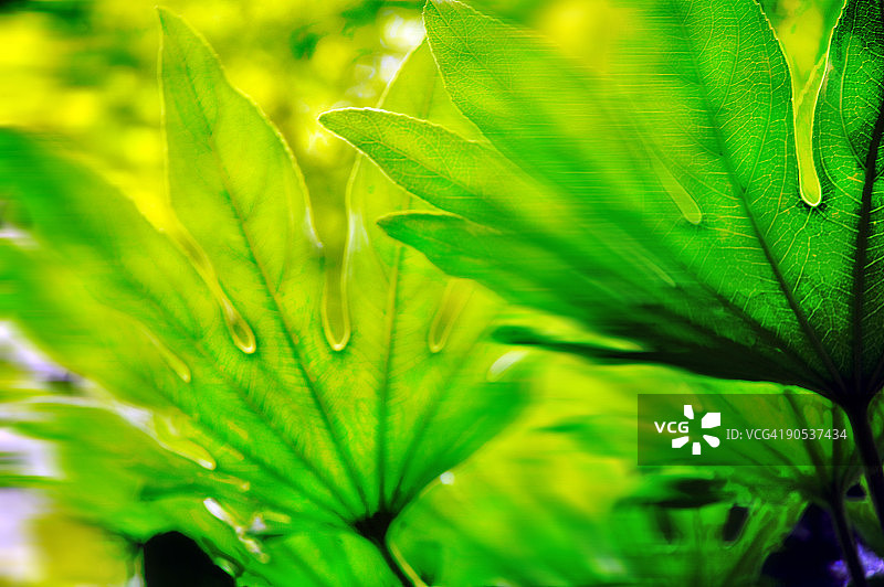 热带植物叶子绿色植物日式图片素材