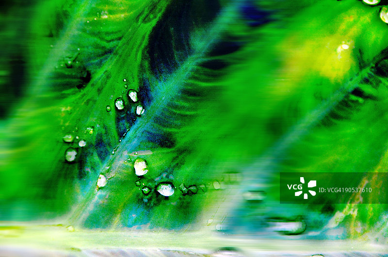 绿叶鲜花上的雨滴图片素材