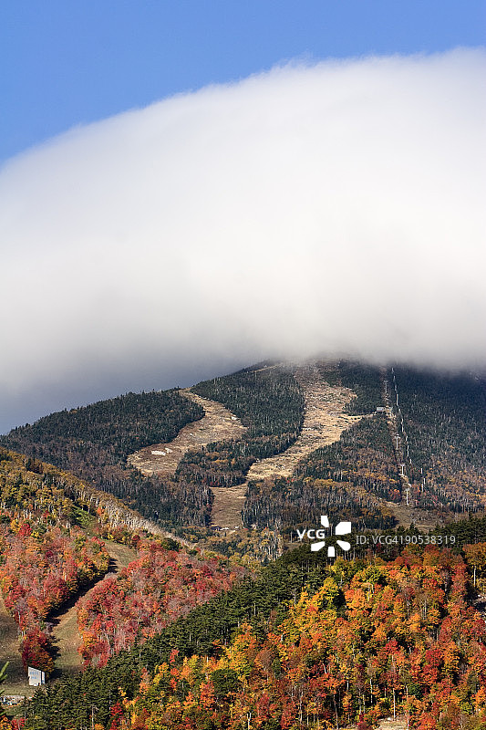 秋季树叶图片素材