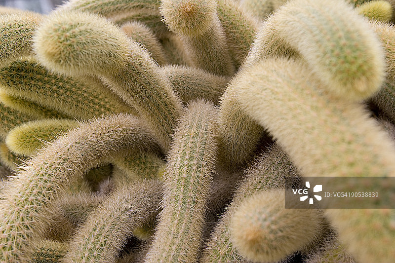模糊的仙人掌特写图片素材