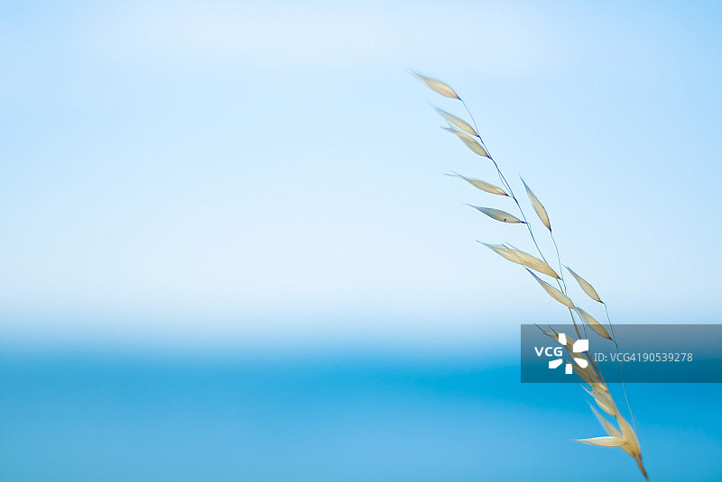 干燥蔬菜和大海图片素材