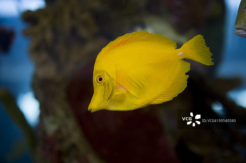 水族馆里游动的亮黄色热带鱼图片素材
