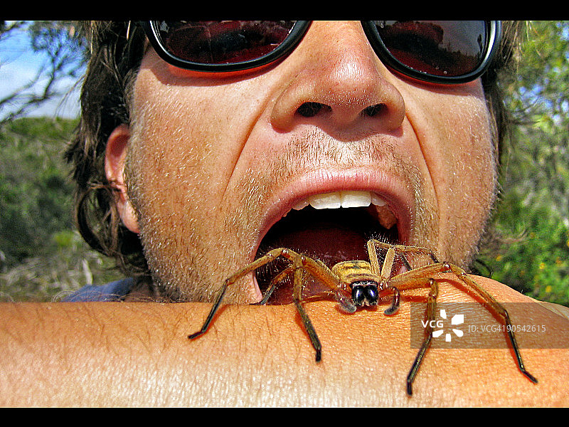 食用巨蟹蛛图片素材