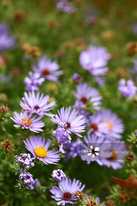 紫色雏菊图片素材