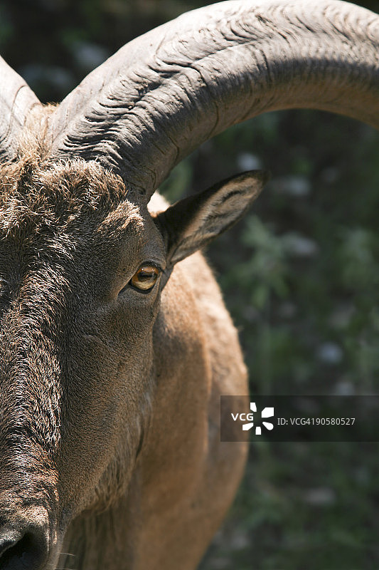 非洲 Barbary 绵羊特写图片素材