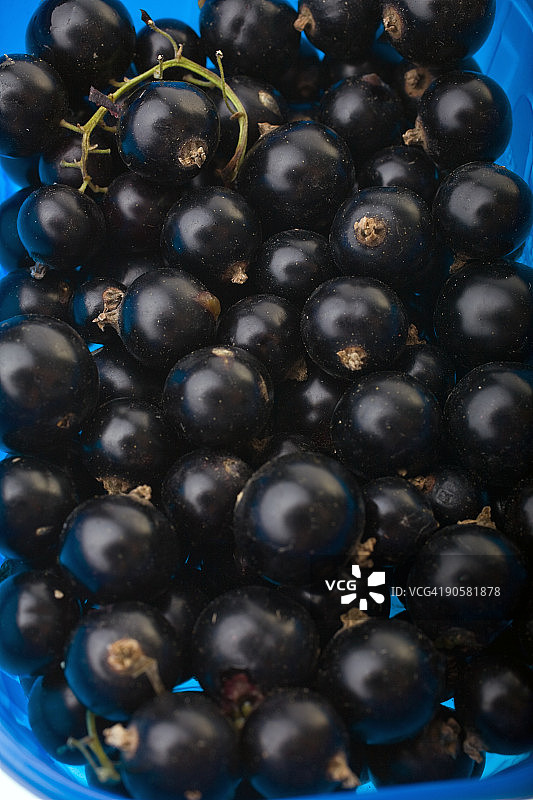 黑加仑子图片素材