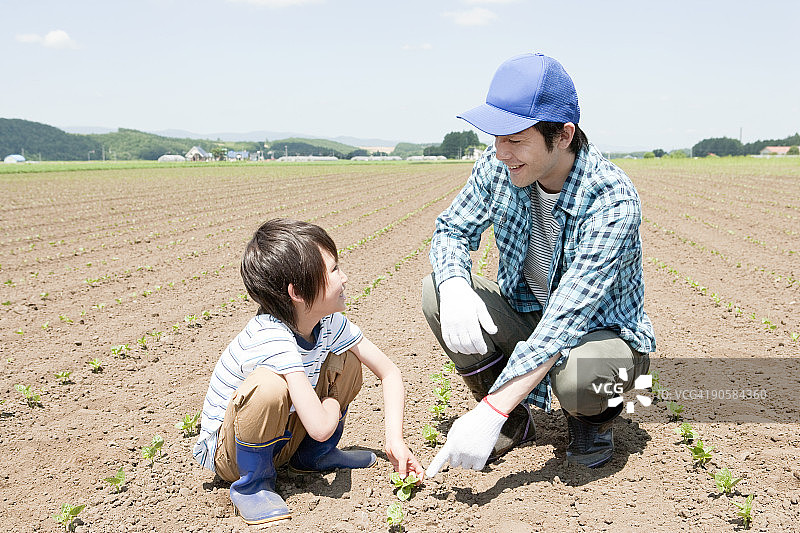 父子在田野里呵护幼苗，微笑图片素材