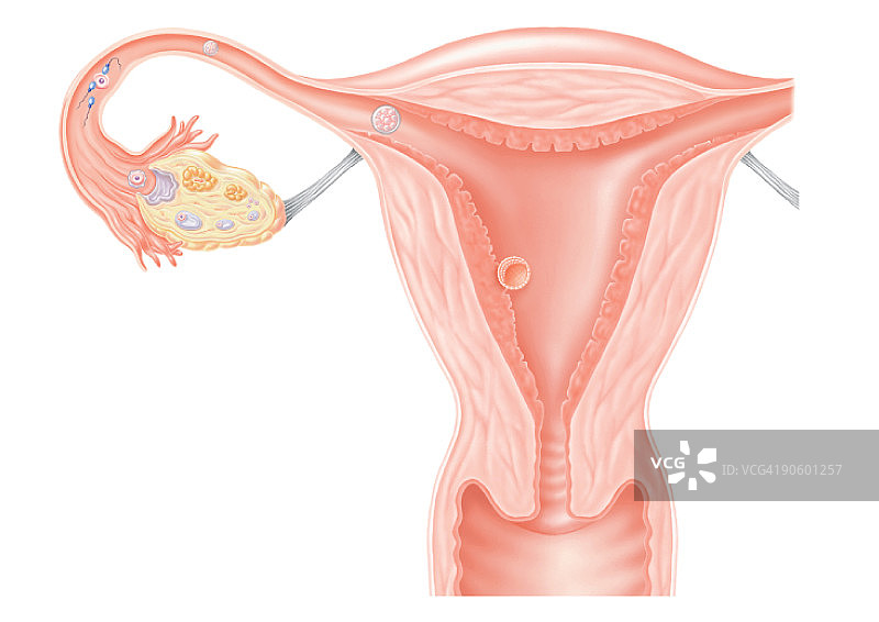 人类受精卵之旅数字插画图片素材