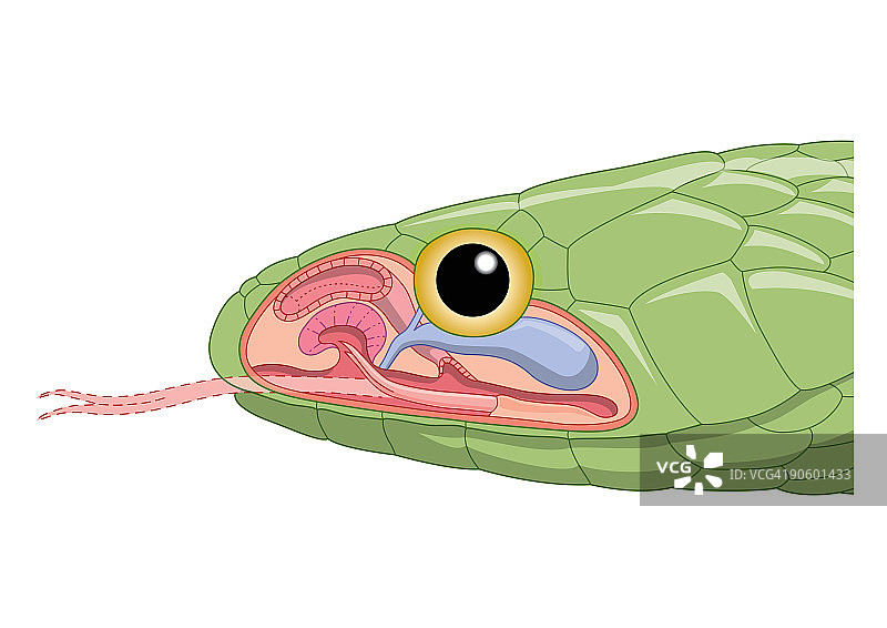 显示雅各布森器官的绿蛇头部横截面数字图图片素材
