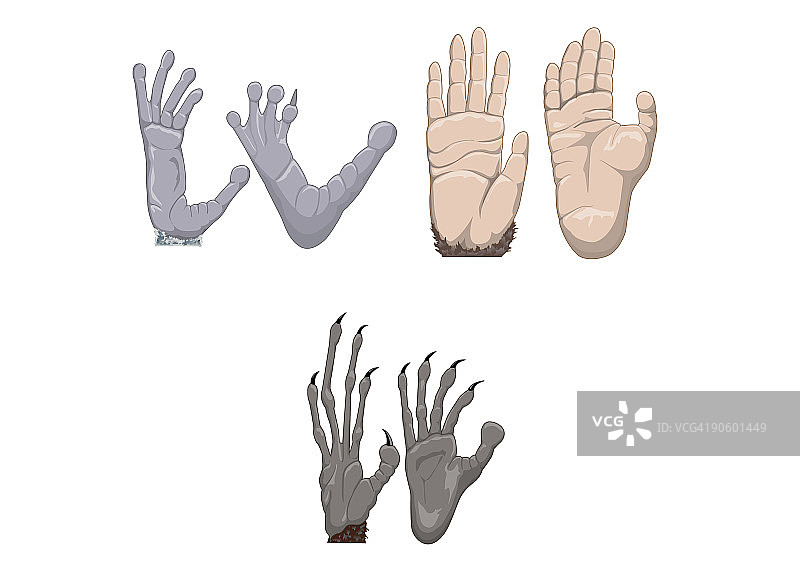 黑猩猩、指猴和狐猴的手和脚的数字图图片素材