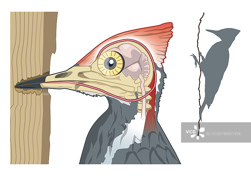 数字绘画：啄木鸟的减震器将凿形喙连接到头骨图片素材
