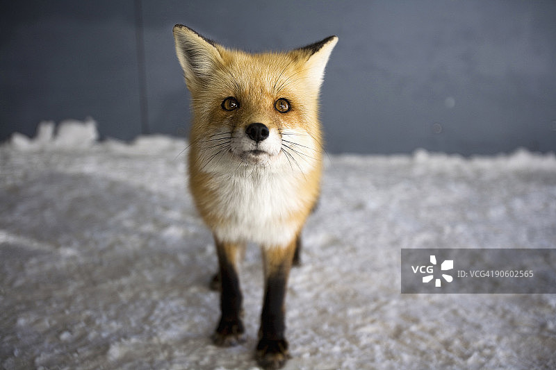 华盛顿山顶寻找食物的红色狐狸图片素材