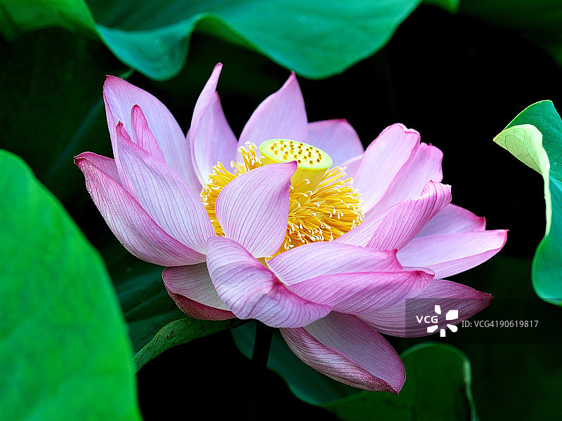 莲花图片素材