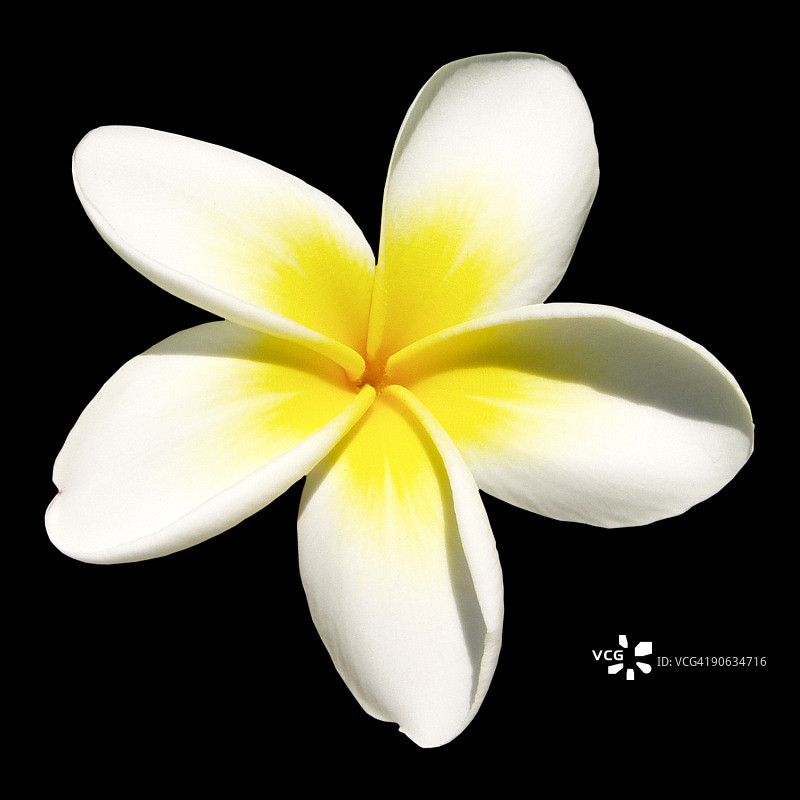 黑色背景上的印度茉莉花（鸡蛋花）图片素材