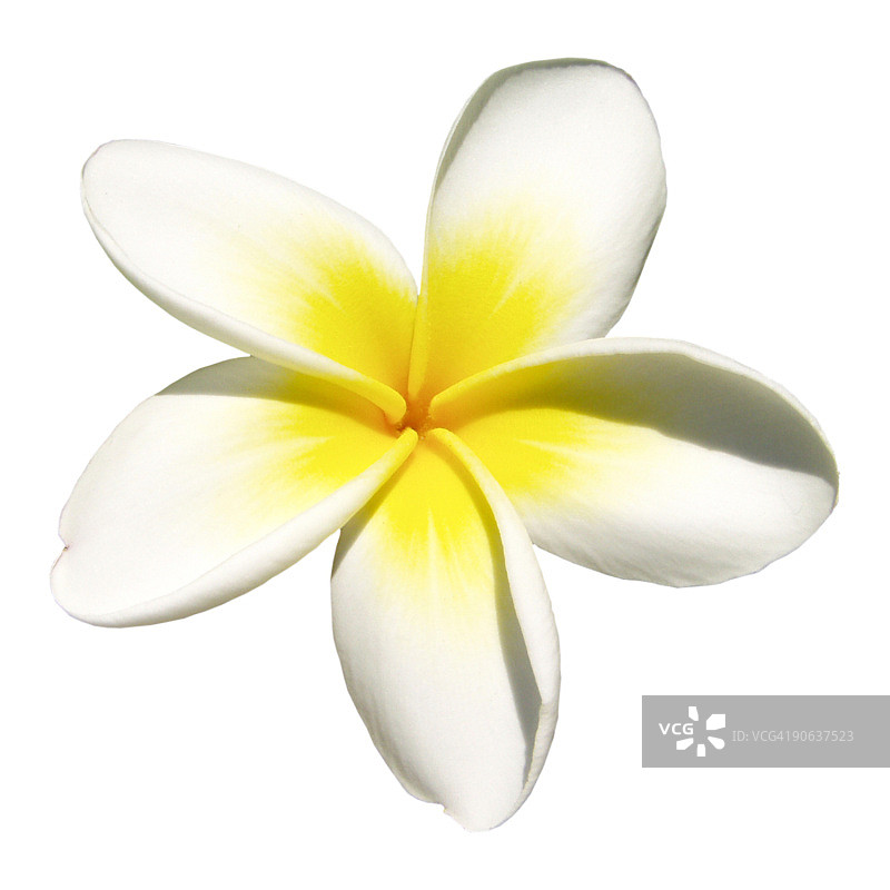 白色背景上的印度茉莉图片素材