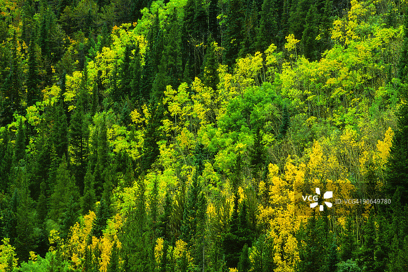 森林风景树木图片素材