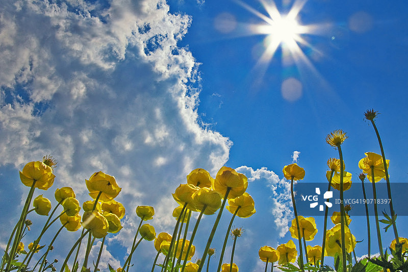 Sunpower Powerflower图片素材