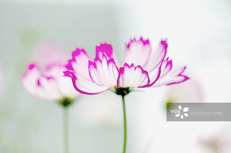 白色大波斯菊与粉色花边图片素材
