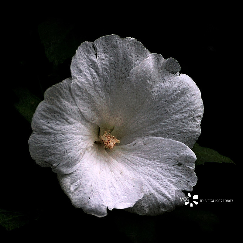 白色的花图片素材