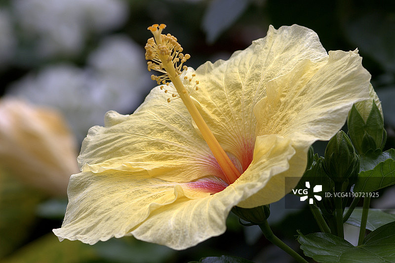 芙蓉图片素材