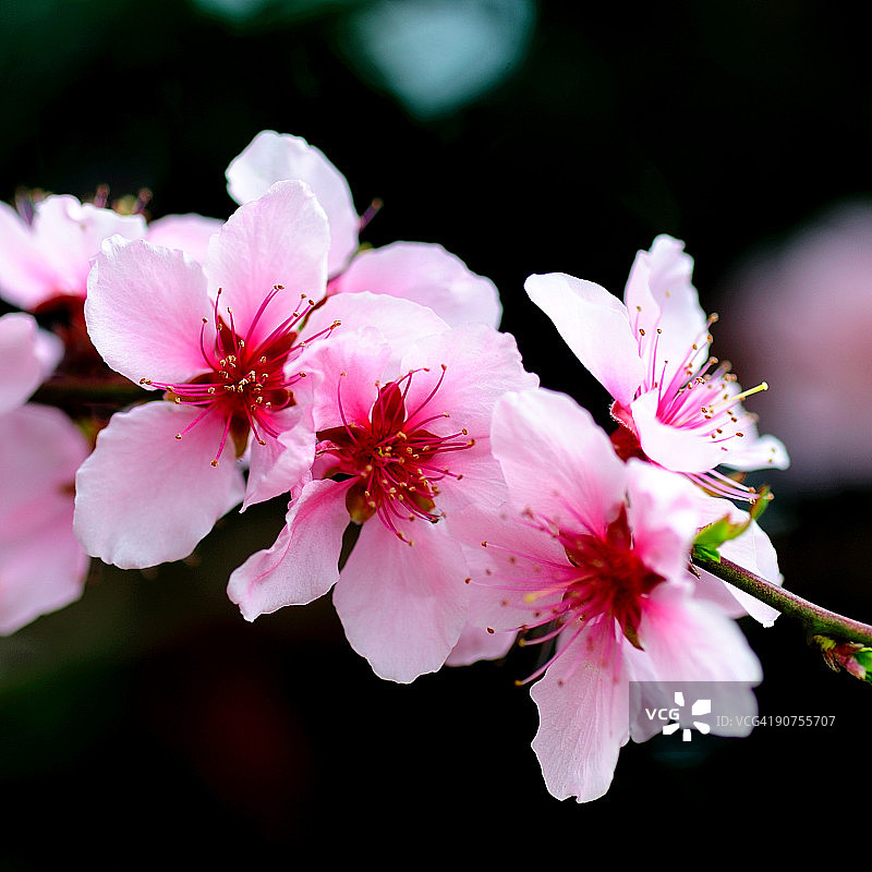 樱花图片素材