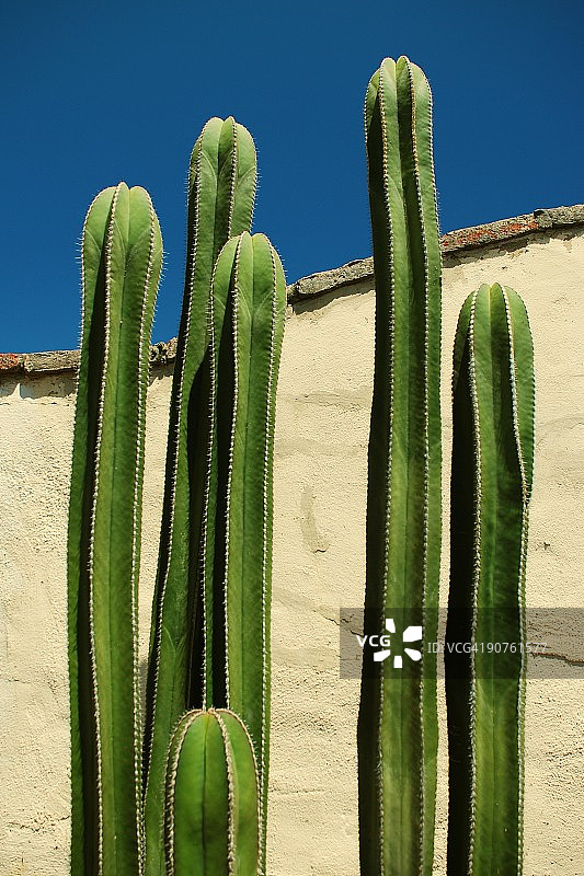 仙人掌和灰泥墙图片素材