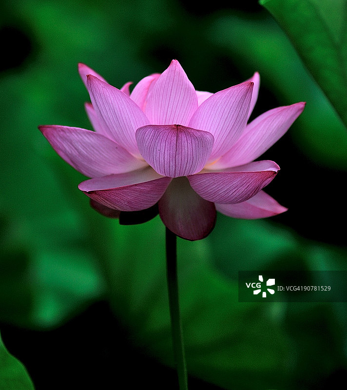 莲花图片素材