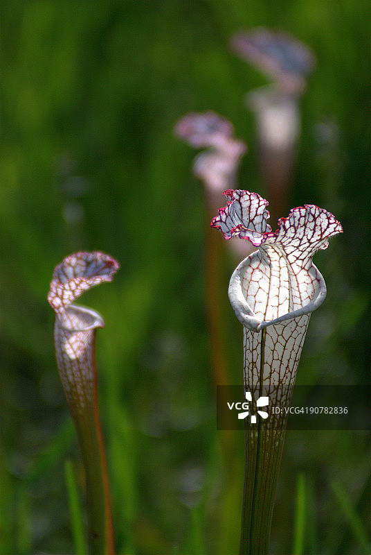 白色猪笼草图片素材