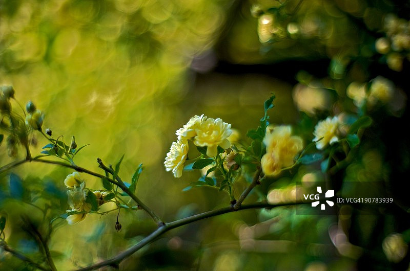 玫瑰花园图片素材