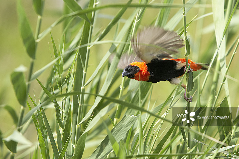 红主教鸟（Euplectes orix）从长长的草地上起飞，匹兰斯堡禁猎区，北部省图片素材