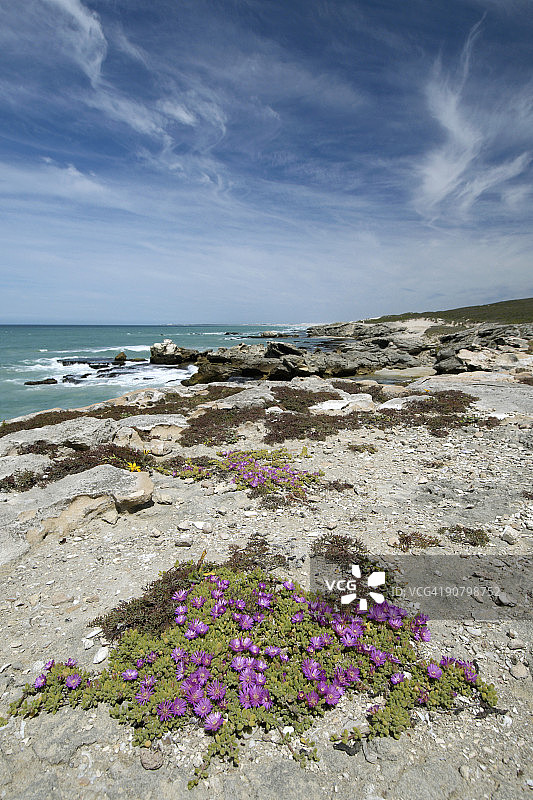 西开普省德霍普自然保护区鲸鱼步道沿岸盛开的紫色多肉花图片素材