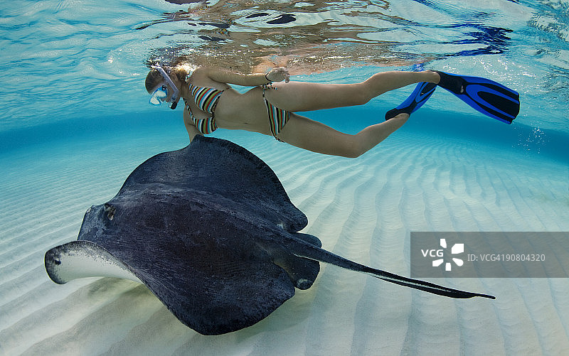 与南方黄貂鱼一起浮潜的女人图片素材