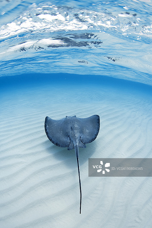 大开曼岛黄貂鱼城的南方黄貂鱼图片素材