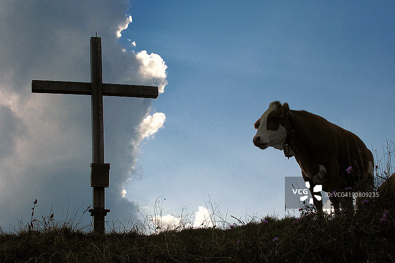 带十字架的小山上的奶牛图片素材