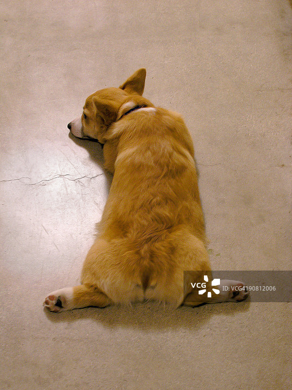 休息的威尔士彭布罗克柯基犬图片素材