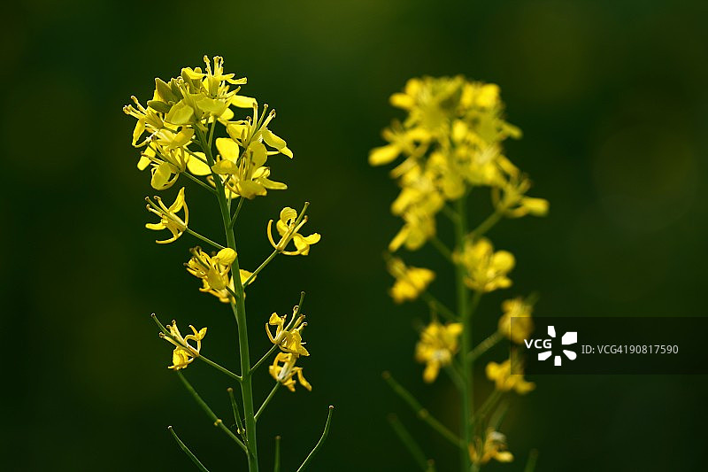 两个油菜花花朵图片素材