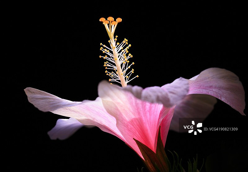 芙蓉图片素材