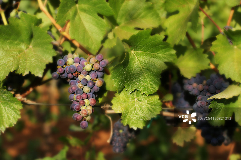 成熟的葡萄图片素材