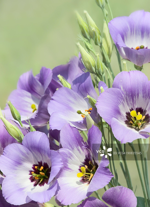 德克萨斯蓝铃花图片素材