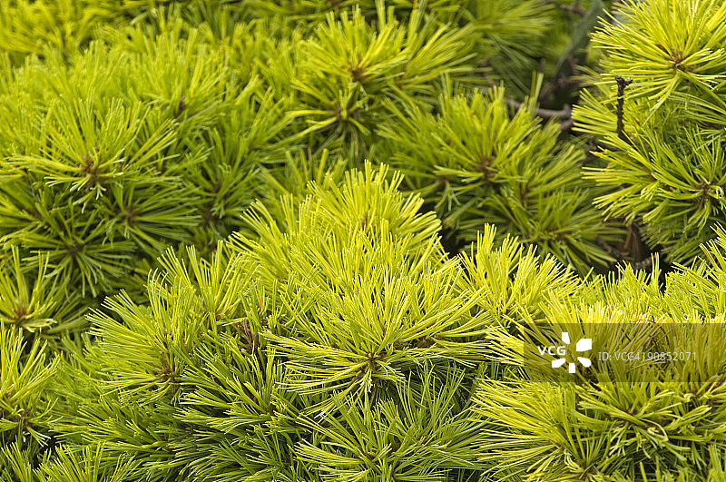 东方白松图片素材