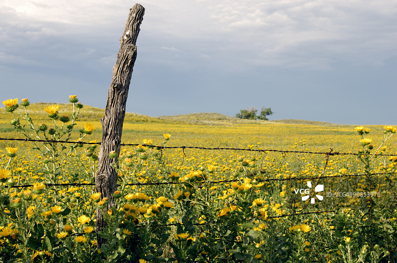 旧邮箱、草原鲜花与栅栏图片素材