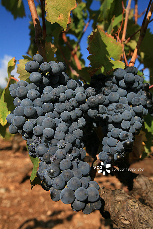 葡萄藤上的葡萄图片素材